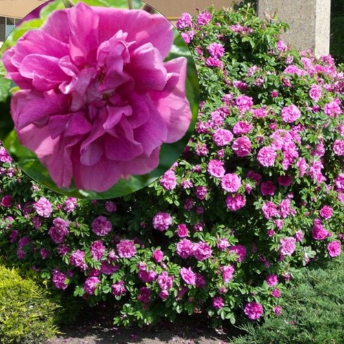 Rosa rugosa 'Hansa' - Kurdlehine roos 'Hansa' C4/4L